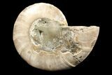 Bargain, Agatized Ammonite Fossil (Half) - Madagascar #85215-1